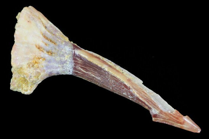 Bargain, Cretaceous Giant Sawfish (Onchopristis) Rostral Barb #72721